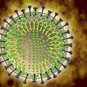 Conceptual image of the coronavirus