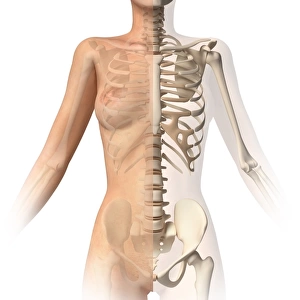 Female body with bone skeleton superimposed