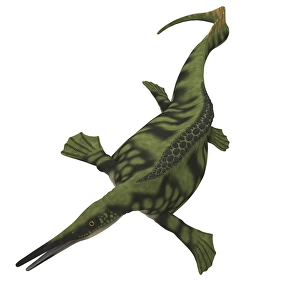 Hupehsuchus is a marine icthyosaur that lived during the Mesozoic Era