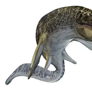 Illustration of a Mosasaurus from the Cretaceous period