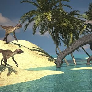 Two large Brachiosaurus grazing in shallow waters as two Utahraptors approach