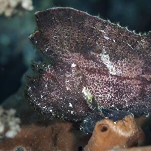 A leaf scorpionfish on a reef in Komodo National Park, Indonesia