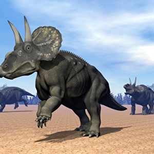 Three Nedoceratops in the desert by daylight