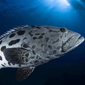 Potato grouper, Australia
