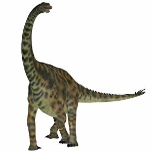 Spinophorosaurus is a sauropod dinosaur from the Jurassic Period