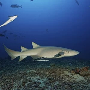Tawny Nurse Shark swims away after eating some fish scraps, Fiji
