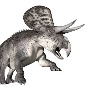 Zuniceratops dinosaur, white background