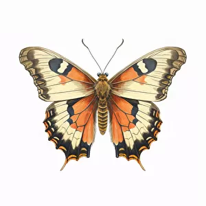 Butterfly 43