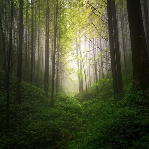 fogbound forest