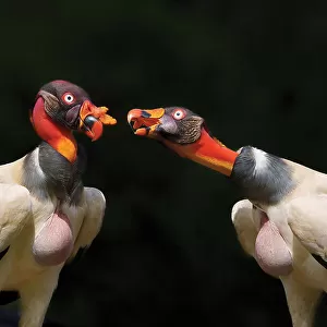 King vulture's dialogue