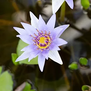 Purple Flower_2