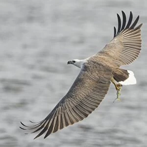 White-bellied Sea Eagle Fishing