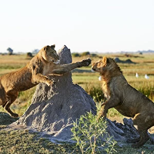 Afrian lioness (Panthera leo) playing with her juvenile cub aged 2 years in Duba Plains concession