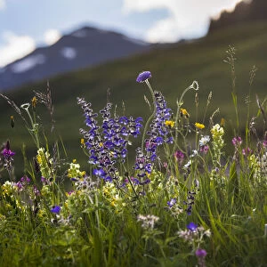 Alpine meadow in flower including Scabious flowers. Austrian Alps at 1700 metres altitude