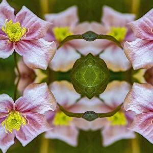 Anemone clematis (Clematis montana). Kaleidoscopic montage