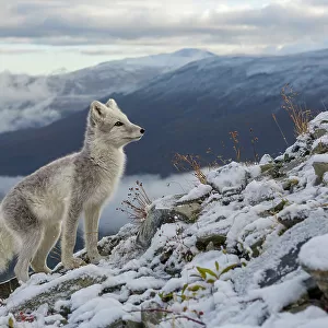 Arctic Fox (Alopex / Vulpes lagopus) standing on ridge, during moult from grey summer fur to winter white. Dovrefjell National Park, Norway, September