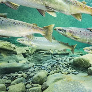 Atlantic salmon (Salmo salar) migrating for spawning in river, Gaspe Peninsula, Quebec