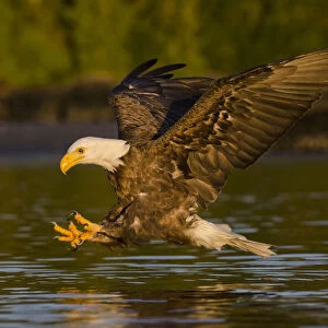 Bald eagle (Haliaeetus leucocephalus washingtoniensis) in flight fishing at sunset