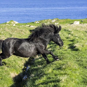 Black Shetland pony jumps over ditch in field along the coast on the Shetland Islands