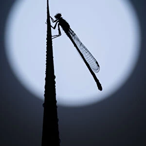 Blue tailed damselfly (Enallagma cyathigerum) silhouetted against the moon, Tamar Lakes