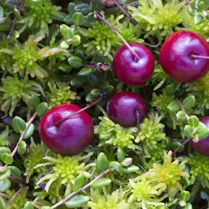 Bog cranberry (Vaccinium oxycoccos) Peak District National Park, Derbyshire, UK