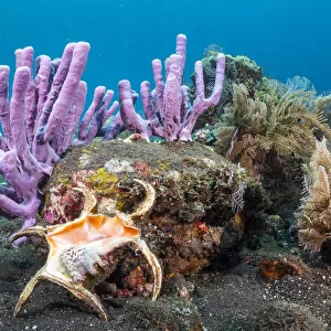 Chiragra spider conch shell (Harpago chiragra) in diverse tropical reef, Tulamben