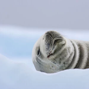 Crabeater Seal (Lobodon carcinophaga) hauled out on ice. Pleneau Island, Antarctica, January