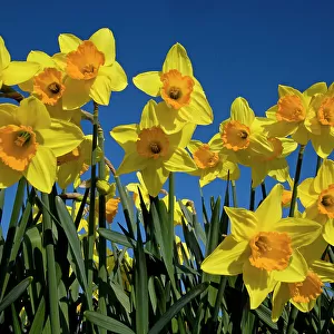 Daffodils (Narcissus sp) grown for the commercial market, Happisburgh, Norfolk, UK, March