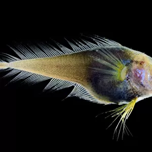 Deep sea fish (Moridae sp. ) from Atlantic Ocean off Cape Verde. Captive
