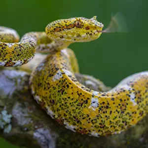 Eyelash viper (Bothriechis schlegelii) with tongue extended, flicking, tasting the air