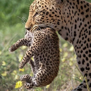 Female Leopard (Panthera pardus) carrying cub in her mouth to their new den, Kgalagadi Transfrontier Park, South Africa