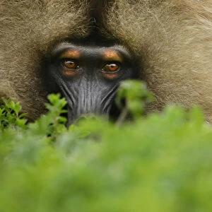 Gelada Baboon (Theropithecus gelada) male lying in a forest glade at around 3