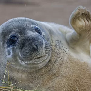 Grey seal (Halichoerus grypus) pup waving, UK