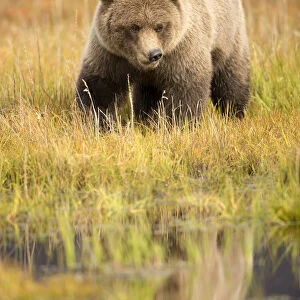 Grizzly Bear (Ursus arctos) portrait, Lake Clarke National Park, Alaska, September