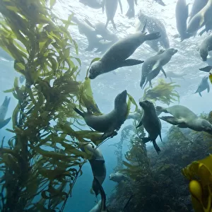 Group of California sea lions (Zalophus californianus) swimming in kelp forest