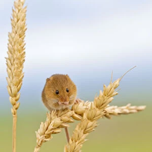 Days Grass Mouse