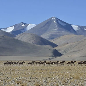 Herd of Tibetan Wild Asses / Kiang (Equus kiang) ChangThang, Tso Kar lake