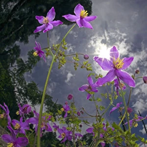 Low angle shot of flowers (Thalictrum sp) Basoncuo National Park, Tibet, China, Asia