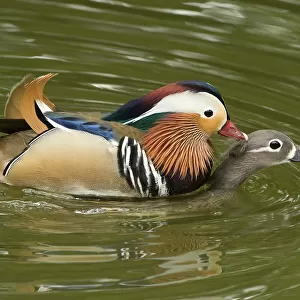 Mandarin duck (Aix galericulata) pair mating on lake. Shanghai Zoo, China