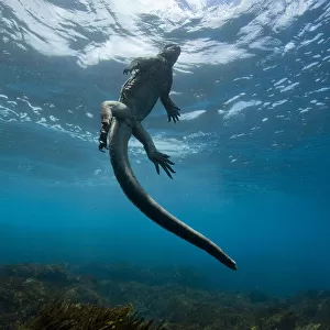 Marine iguana (Amblyrhynchus cristatus) swimming back to the surface, Galapagos