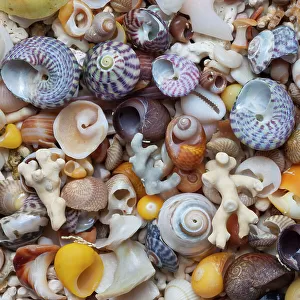 Mixed sea shells on beach, Claigan, Isle of Skye, Inner Hebrides, Scotland, UK. April