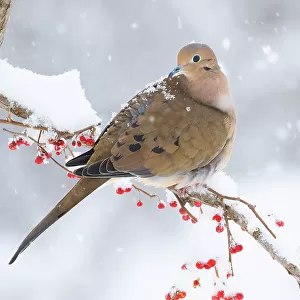 Mourning dove (Zenaida macroura) perched on branch in snow storm; Milford, Connecticut, USA. February