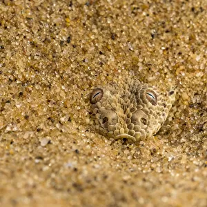 Peringueys / Sidewinding adder (Bitis peringueyi) hiding in shallow sand, Namib Desert