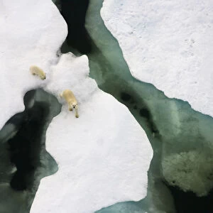 Polar bear (Ursus maritimus) aerial view of sow with cub along the Arctic coast in summer