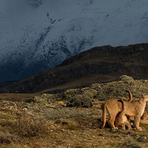 Puma (Puma concolor) female with two cubs, Torres del Paine National Park, Magallanes, Chile