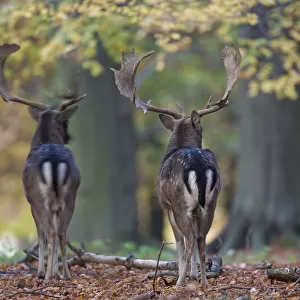 Rear view of two Fallow deer (Dama dama) bucks, Klampenborg Dyrehaven, Denmark, October
