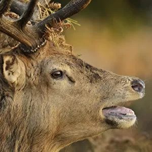 Red deer (Cervus elaphus) stag portrait, bellowing with bracken in antlers, rutting season