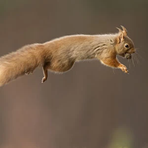 Red squirrel (Sciurus vulgaris) jumping with nut in mouth, Cairngorms National Park