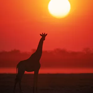 RF- Giraffe silhouette at sunset. Namibia, Etosha National Park