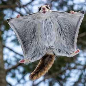 Japanese Flying Squirrel